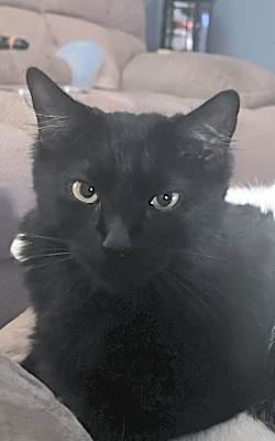 Photo of Athena #image
