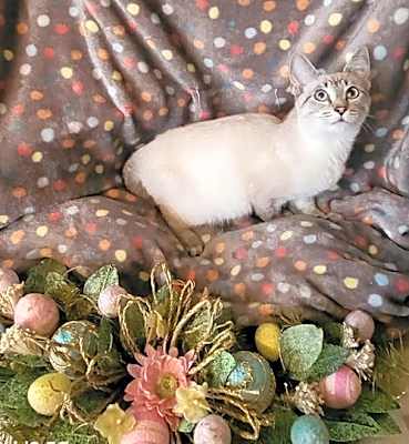 Photo of Figero #image