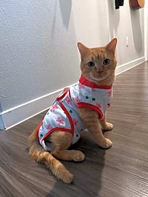 Photo of Golden Dewey (special needs) #image