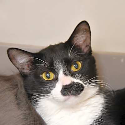 Photo of Tux #image