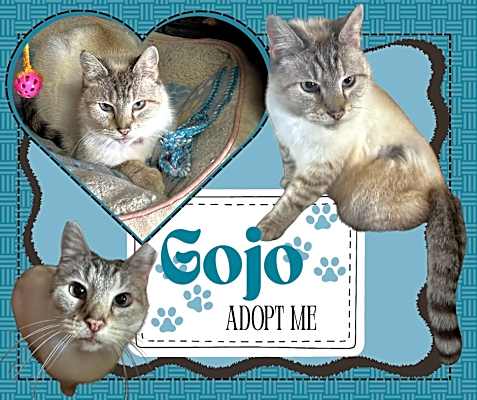 Photo of Gojo #image