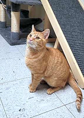Photo of BOSCO #image