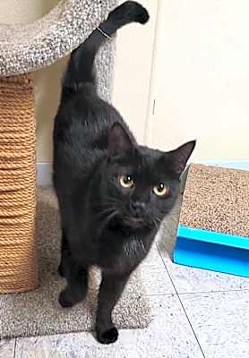 Photo of BIGGLES #image