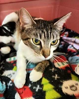Photo of Oakley #image