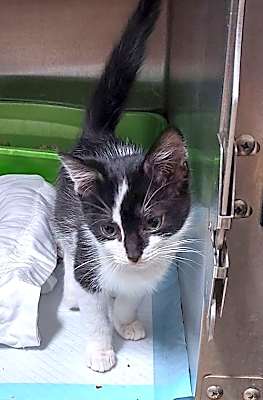 Photo of Domino #image