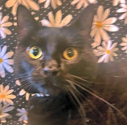 Photo of Daisy #image