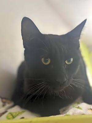 Photo of Soot #image