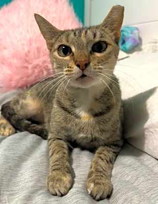 Photo of Abby #image