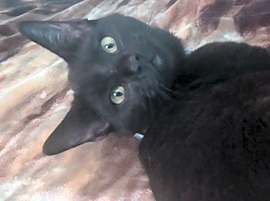 Photo of Luna #image