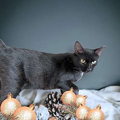 Photo of Elvira #image