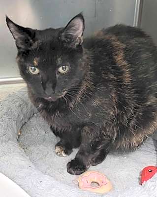 Photo of Minette #image
