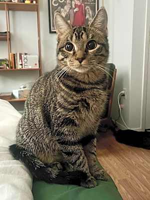 Photo of Oolong #image