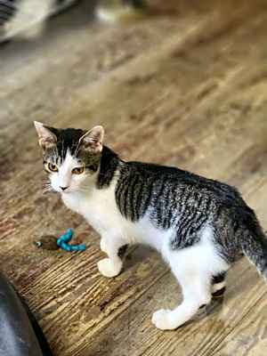 Photo of Dash #image