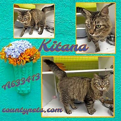 Photo of KITANA #image
