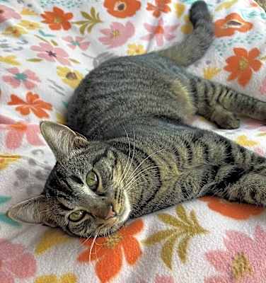 Photo of Mochi #image