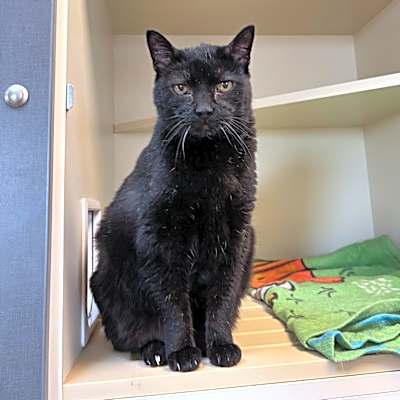 Photo of Tuffy #image