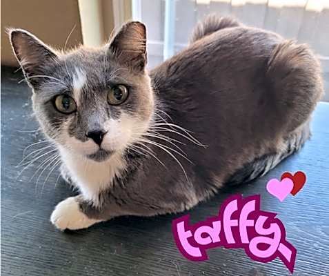 Photo of Taffy #image