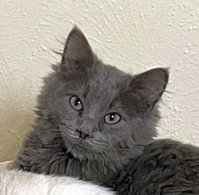 Photo of Nikolai #image