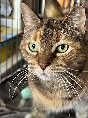 Photo of Ginger #image