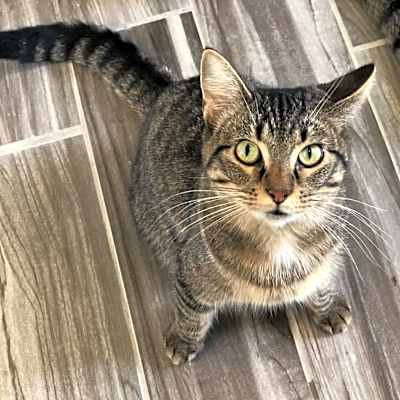 Photo of Stella (bonded with Loki) #image