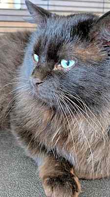 Photo of Zorro #image