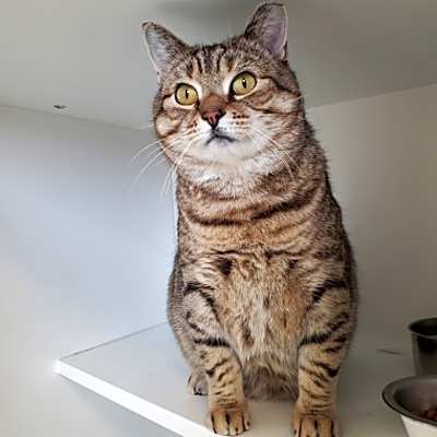 Photo of Guy Fiery #image