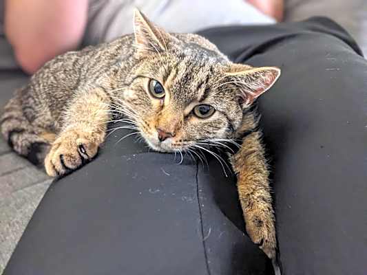 Photo of Pesto - Petsmart #image