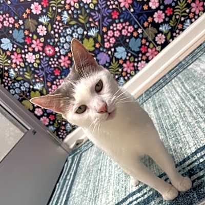 Photo of Cookie #image