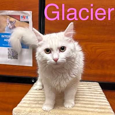 Photo of Glacier #image