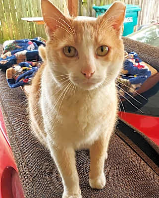 Photo of Cream Puff #image