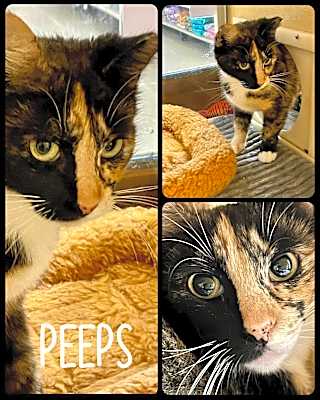Photo of Peeps #image