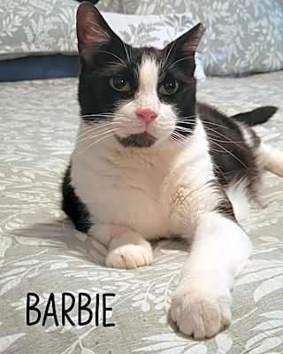 Photo of Barbie #image