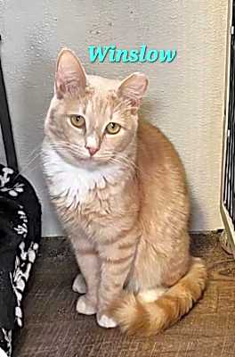 Photo of Winslow #image
