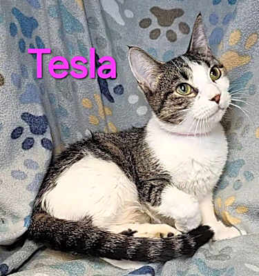 Photo of Tesla #image