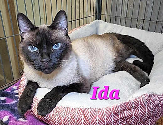 Photo of Ida #image