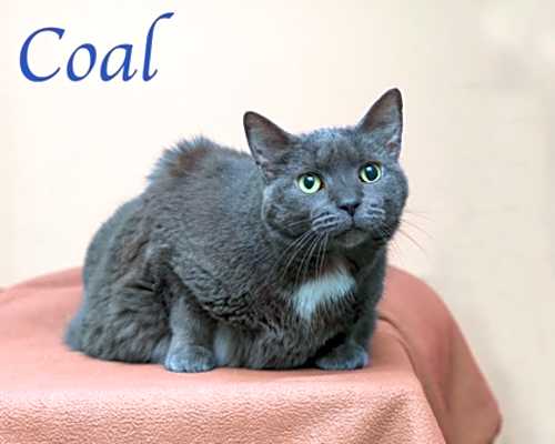 Photo of Coal #image