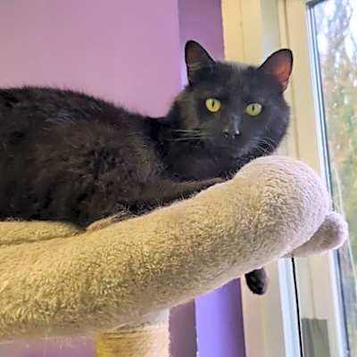 Photo of Bat Cat #image