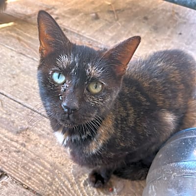Photo of Quinnie #image