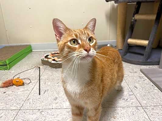 Photo of PUCK #image