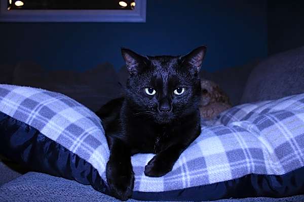 Photo of Onyx #image