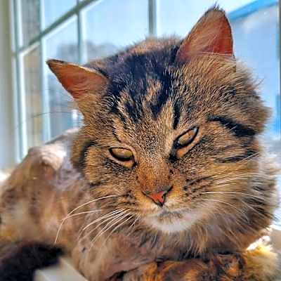 Photo of Leo (bonded with Luna) #image