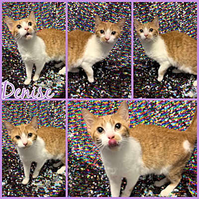 Photo of Denise #image