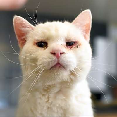 Photo of Snow - Foster #image