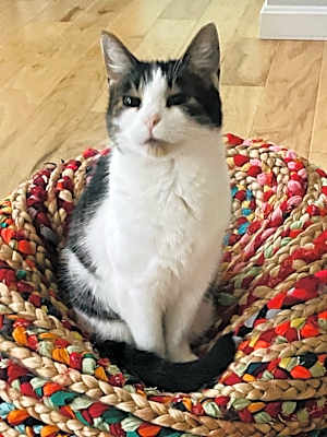 Photo of Muffin #image