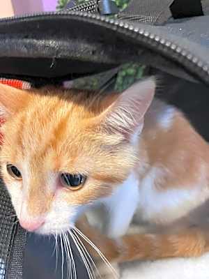 Photo of Teemo #image