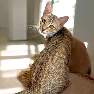 Photo of Dharma #image