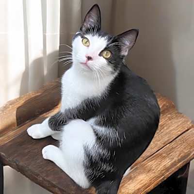 Photo of Dumpling #image