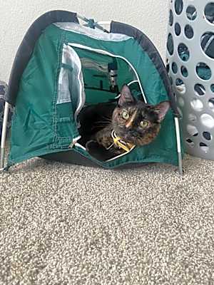 Photo of Salem #image