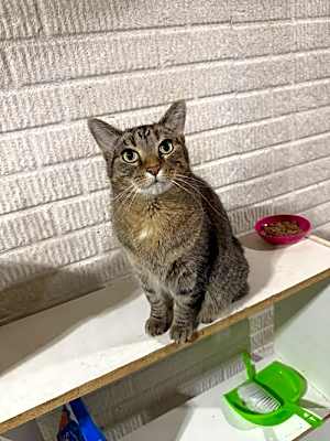 Photo of Olivia - (Must be adopted w/Junior) #image