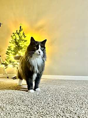 Photo of Simba #image